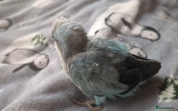 Parakeets birds for sale: Quaker parrots babies hand reared different colour - Image 12