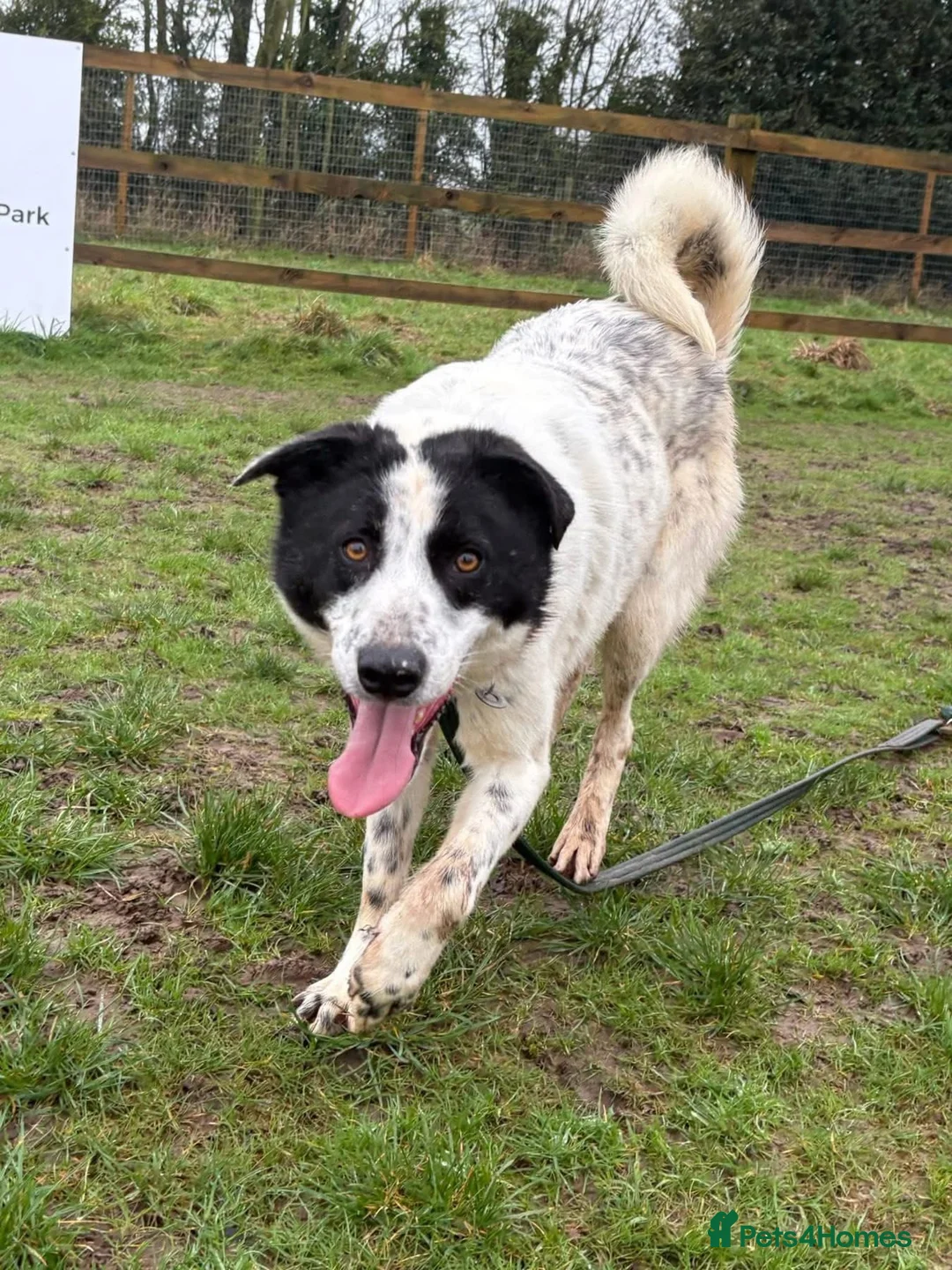 Mixed Breed dogs for adoption: Desmond - Norwich Norfolk  - Advert 4