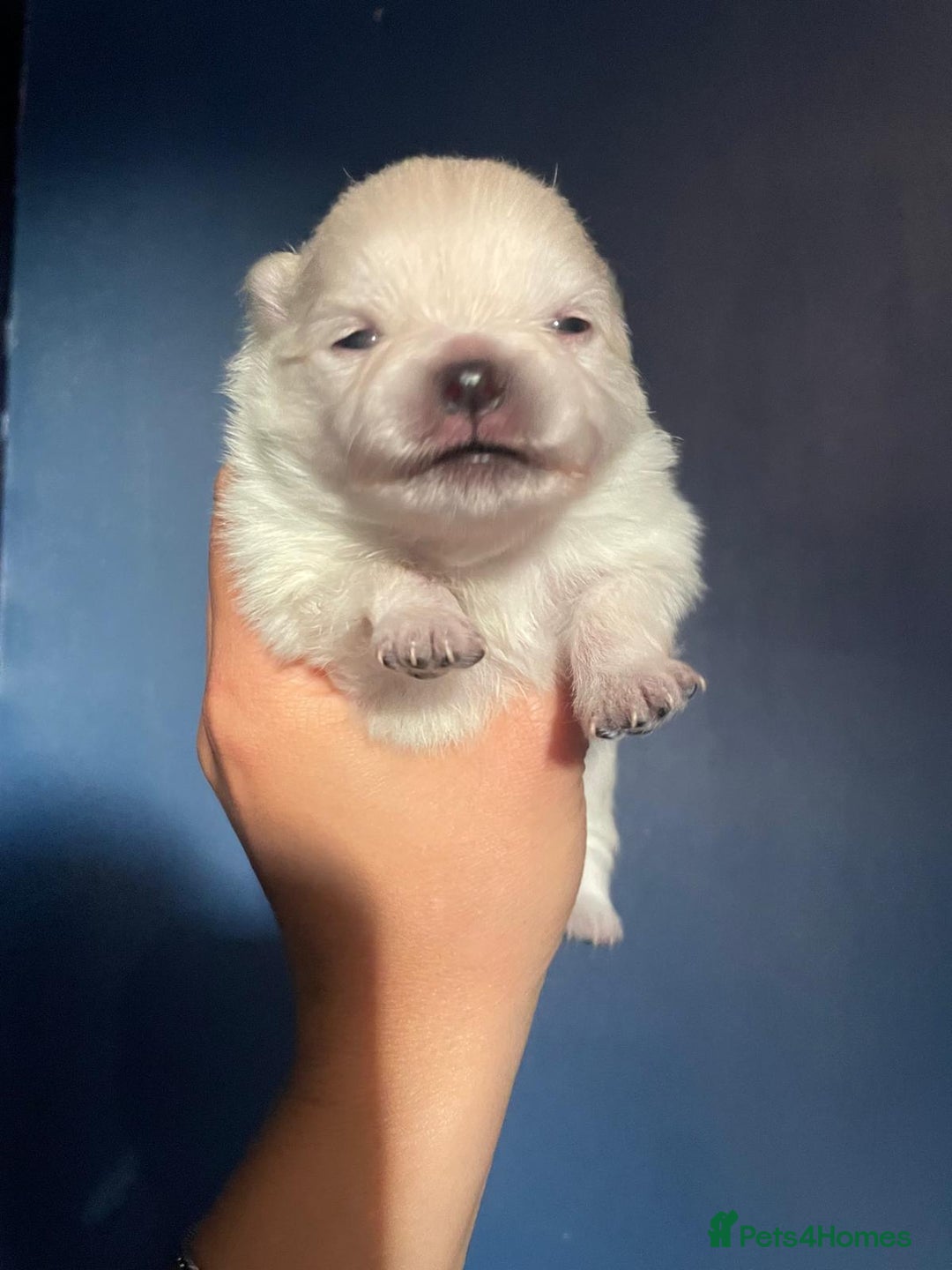 Pomeranian dogs for sale: White KENNEL CLUB Registered CHAMPION Bloodlines - Image 11