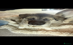 Mixed Breed dogs for sale: Akita/Belgian malenute puppy’s  - Image 2