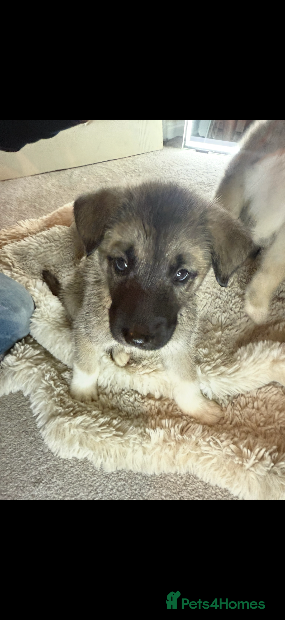 Mixed Breed dogs for sale: Akita/Belgian malenute puppy’s  - Image 2