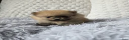 Pomeranian dogs for sale: pomeranian tedy - Advert 4