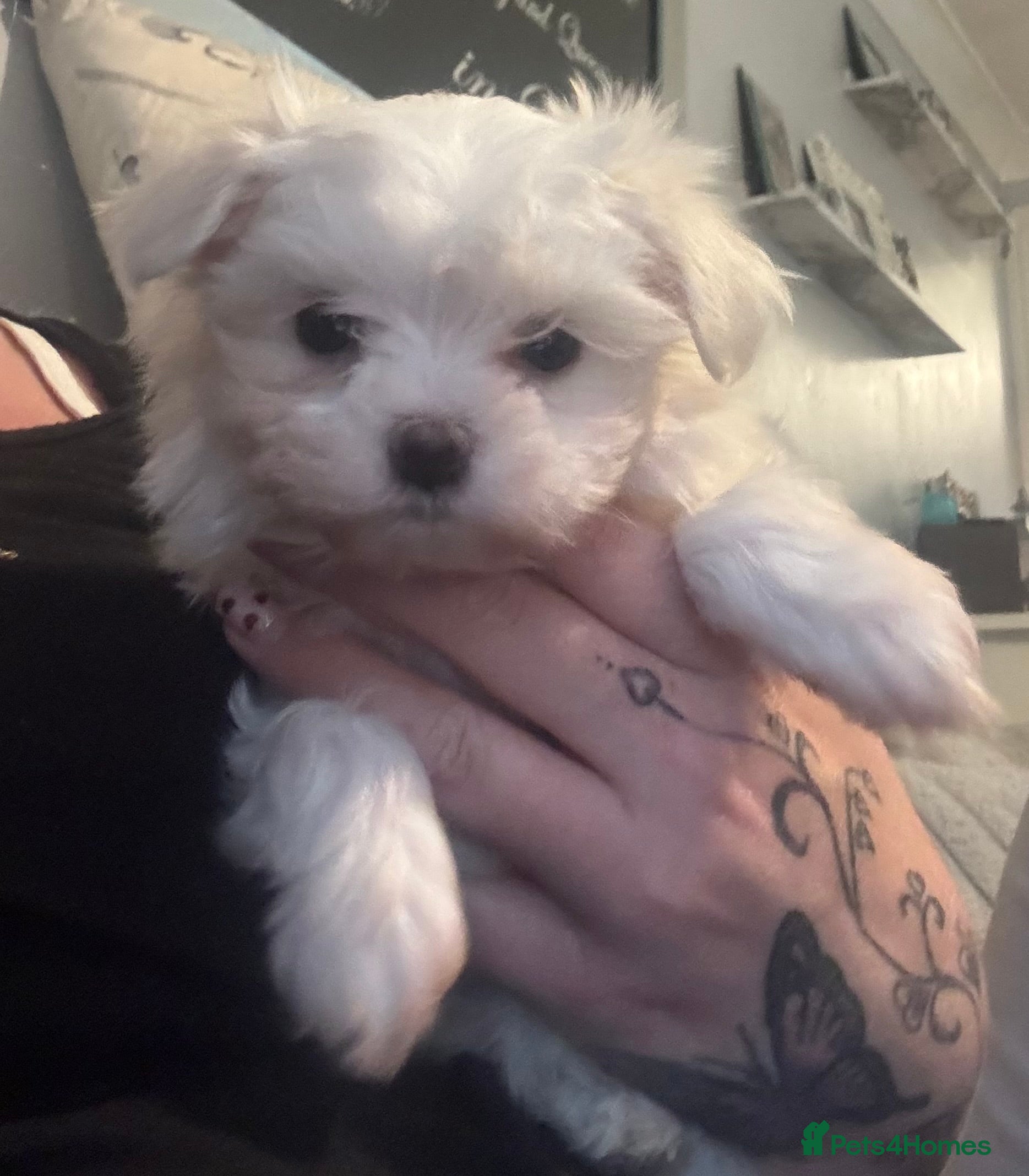 Maltese dogs stunning Korean Maltese puppies - Advert 6