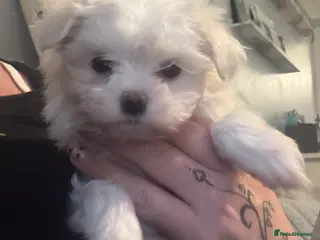 Maltese dogs stunning Korean Maltese puppies - Advert 6