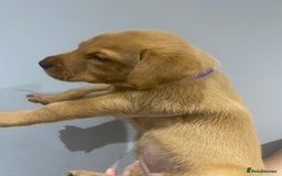 Labrador Retriever dogs for sale: KC Fox Red Labradors  - Image 13
