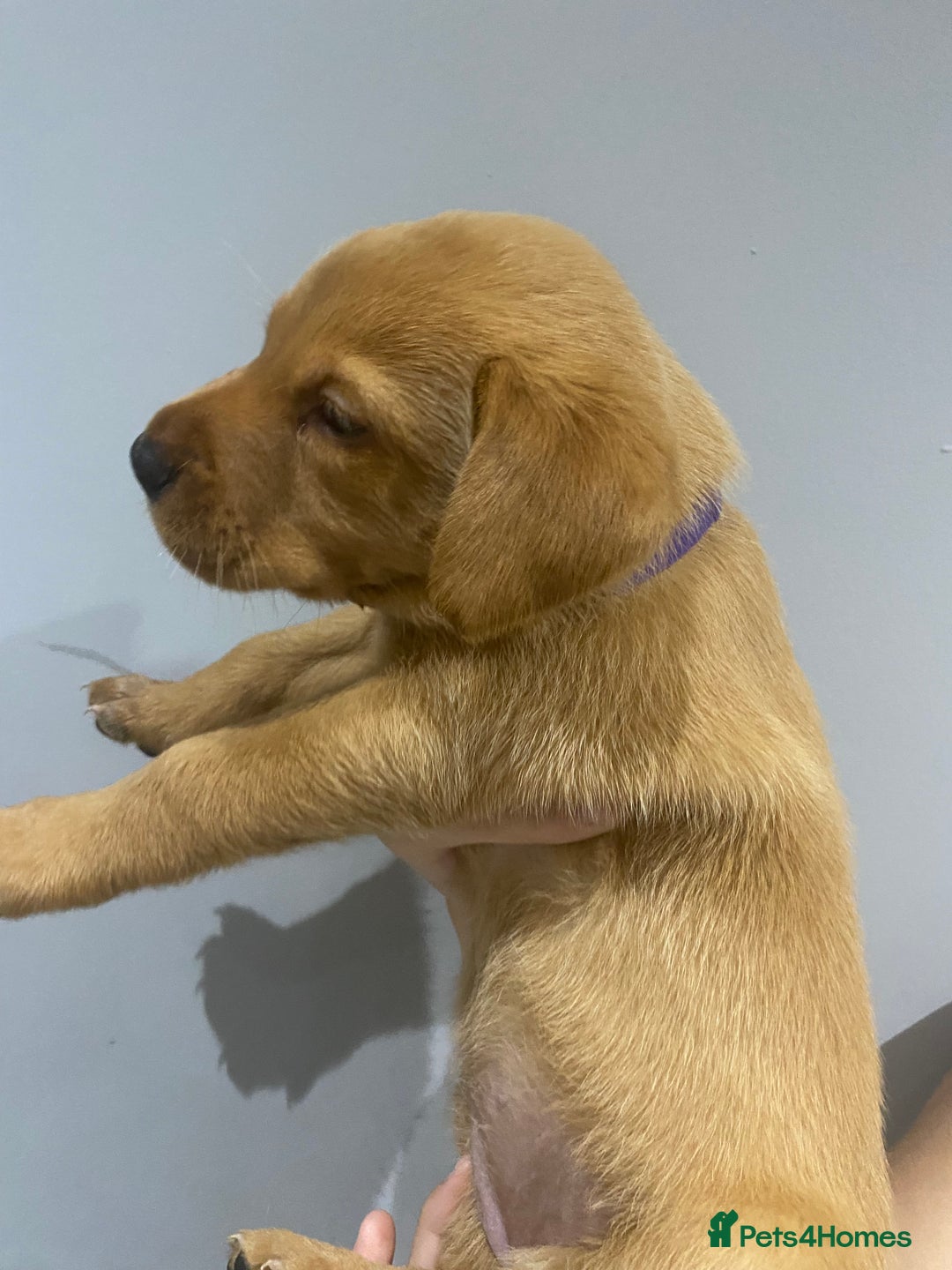 Labrador Retriever dogs for sale: KC Fox Red Labradors  - Image 13