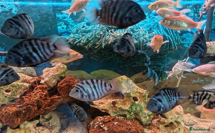 Cichlids fish convict fish - Advert 1