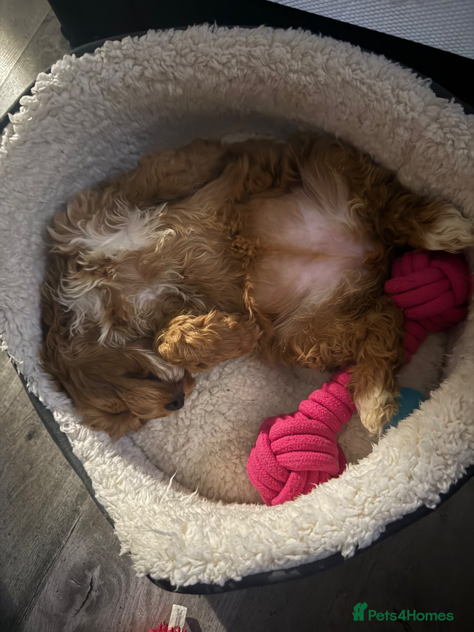 Cockapoo dogs for sale: Ginger the Cockapoo - Advert 6