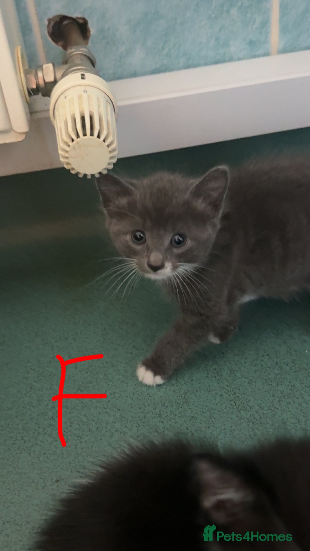 Mixed Breed cats for sale: Kittens for sale  - Image 1