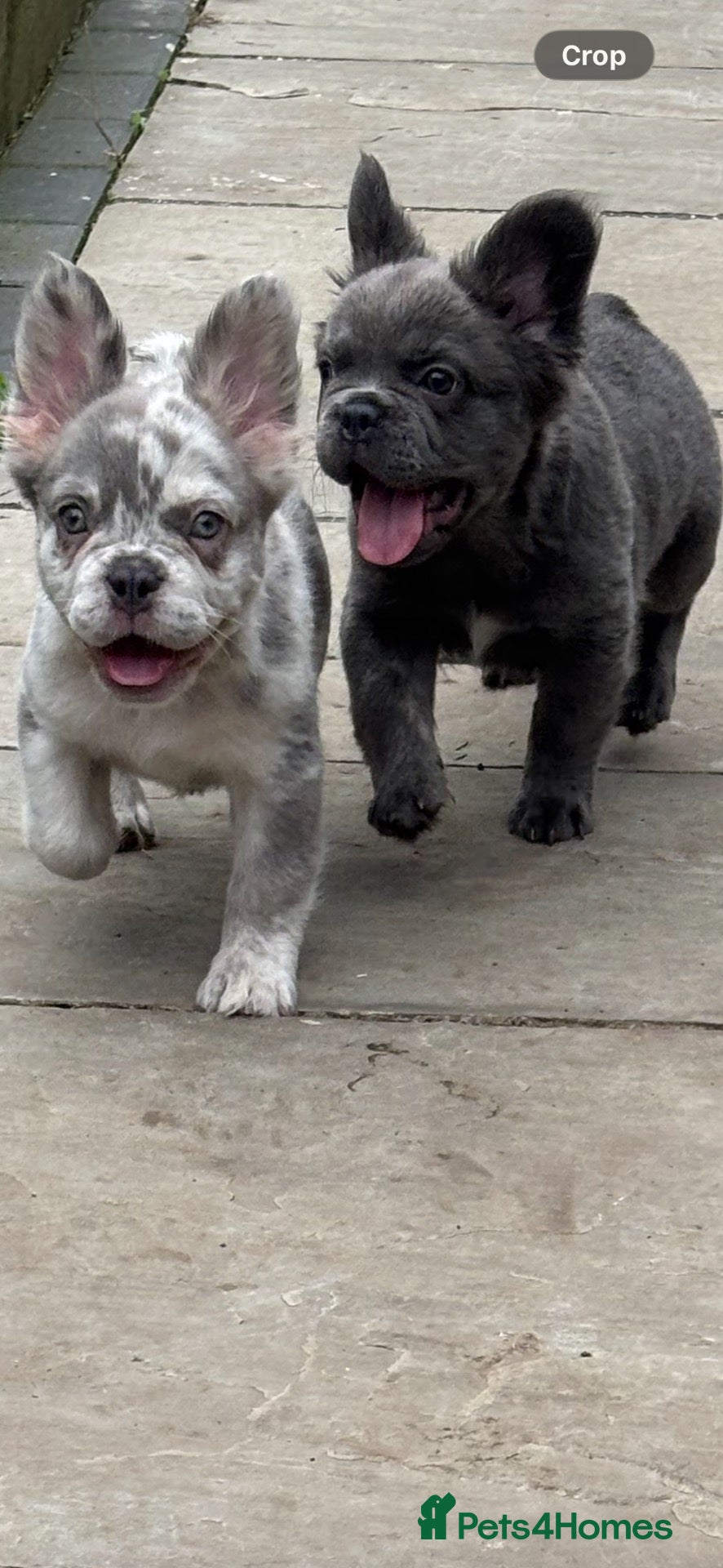 French Bulldog dogs REDUCED Two Fluffy Boys - Advert 3