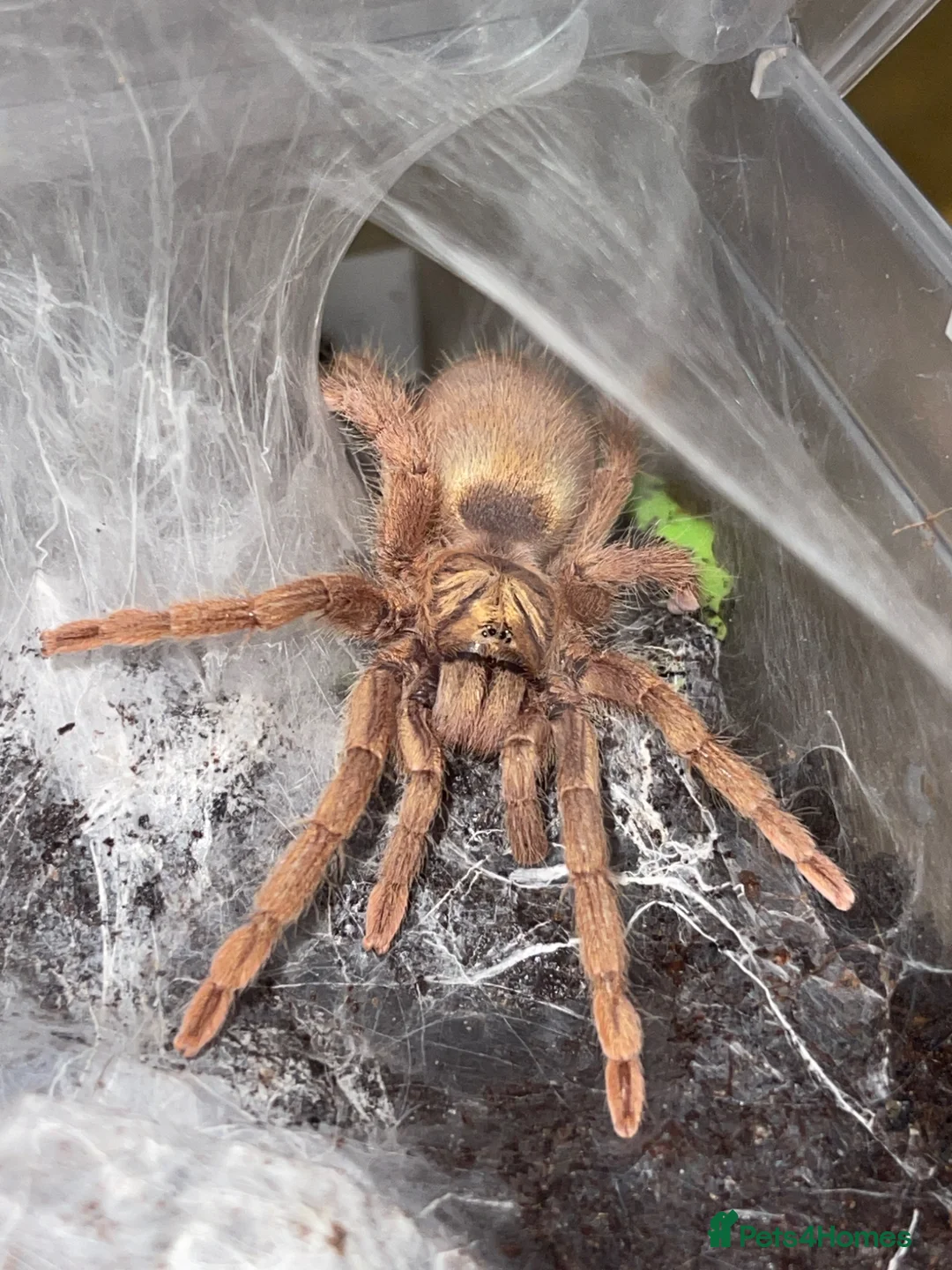 Tarantulas invertebrates for sale: Dwarf Tarantulas - Advert 1