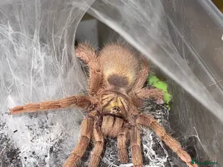 Tarantulas invertebrates Dwarf Tarantulas - Advert 1