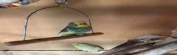 Budgerigars birds for sale: Budgies for sale  - Advert 6
