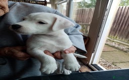 Parson Russell dogs for sale: Parson Russell Terrier boy puppies for sale  - Image 2