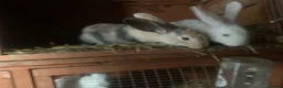 Mixed Breed rabbits for sale: German Giant cross breeds  - Advert 6
