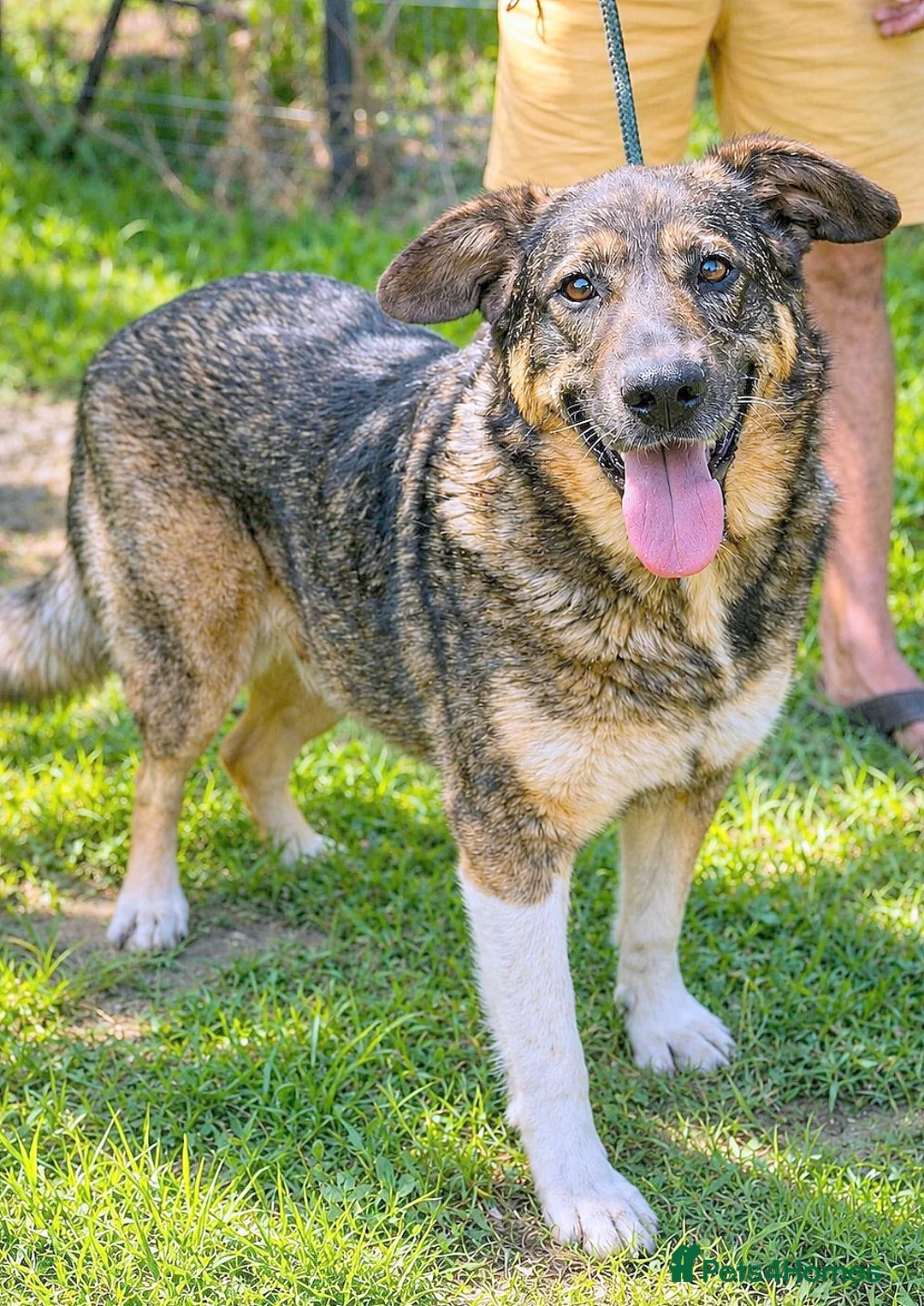Mixed Breed dogs for adoption: 🐾 JOSY — My Best Friend Leaves 😢… And Me? 💔 - Advert 2
