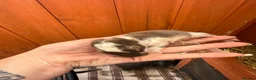 French Lop rabbits for sale: Beautiful Pure French Lop Babies ♥️ - Advert 5