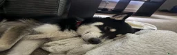 Pomsky dogs for sale: Apollo is needing a new home in Ipswich - Advert 3