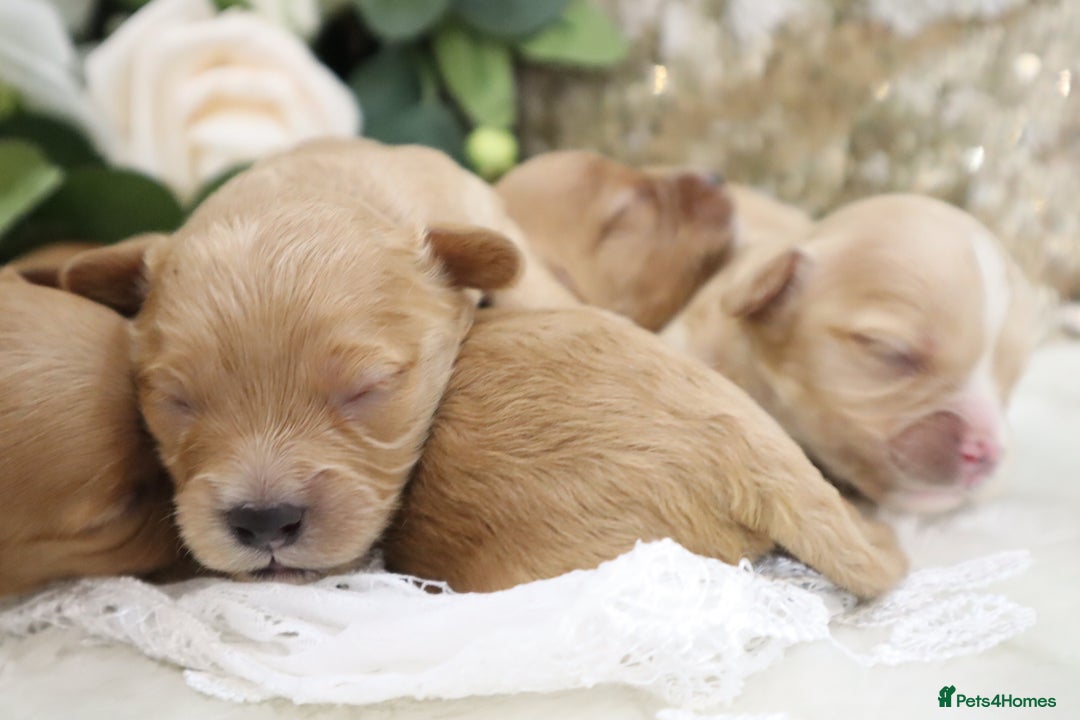 Cavapoo dogs for sale: *HEALTH TESTED* CAVAPOO PUPPIES - Image 13