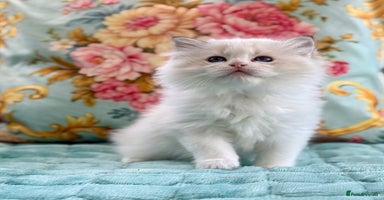 Ragdoll cats - Advert 4