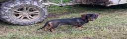 Dachshund dogs for stud: IVDD screened Health tested KC Wirehaired Teckel in Daventry - Advert 5