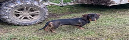 Dachshund dogs for stud: IVDD screened Health tested KC Wirehaired Teckel in Daventry - Advert 5