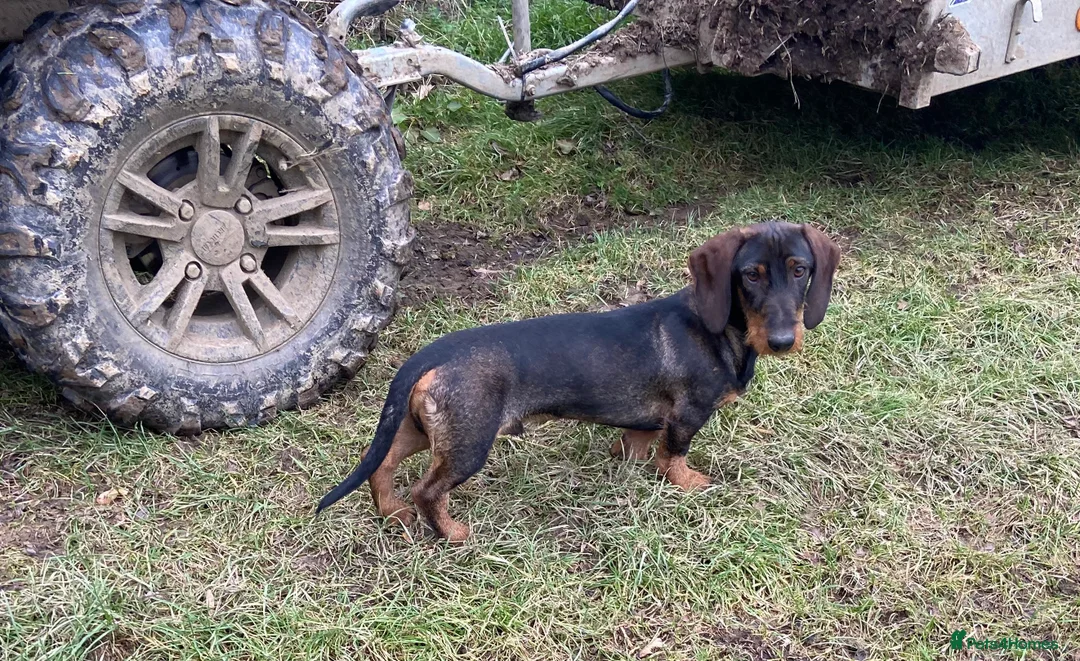 Dachshund dogs for stud: IVDD screened Health tested KC Wirehaired Teckel in Daventry - Advert 5