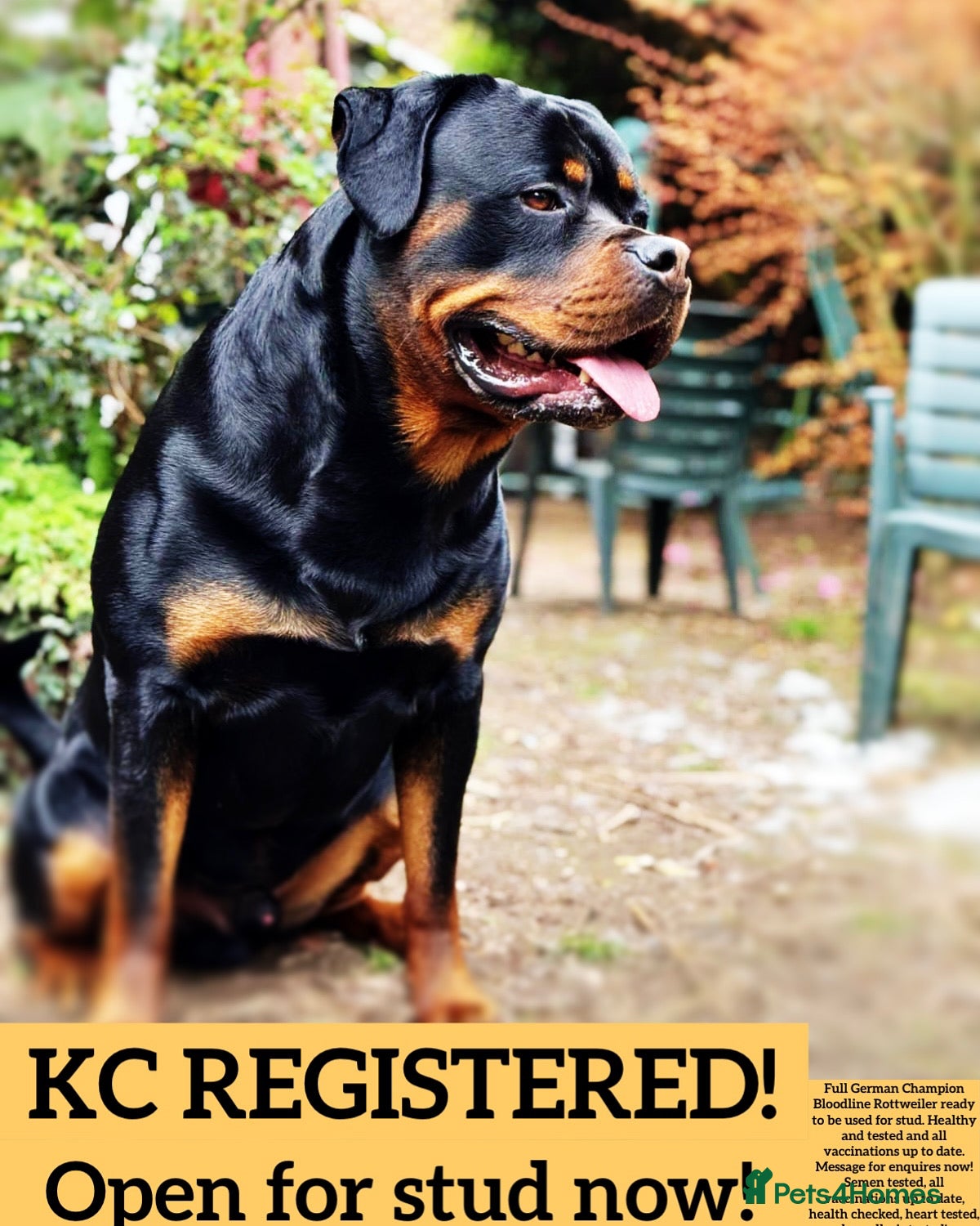 Rottweiler dogs 100% German Rottweiler - Advert 7