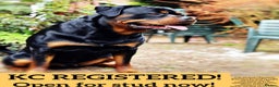 Rottweiler dogs for stud: 100% German Rottweiler - Advert 1