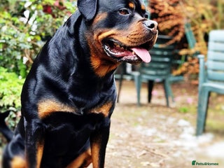 Rottweiler dogs 100% German Rottweiler - Advert 7