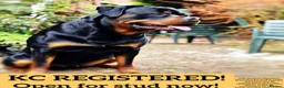 Rottweiler dogs for stud: 100% German Rottweiler | KC REGISTERED - Advert 1