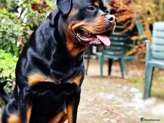 Rottweiler dogs 100% German Rottweiler | KC REGISTERED - Advert 4