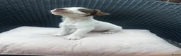 Jack Russell dogs for sale: 🐾Jack Russell Pups for Their Forever Homes! 🐾 - Advert 26