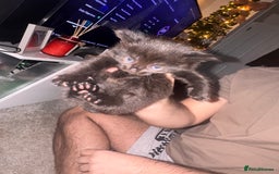 Mixed Breed cats for sale: Mixed breed kittens  - Image 7