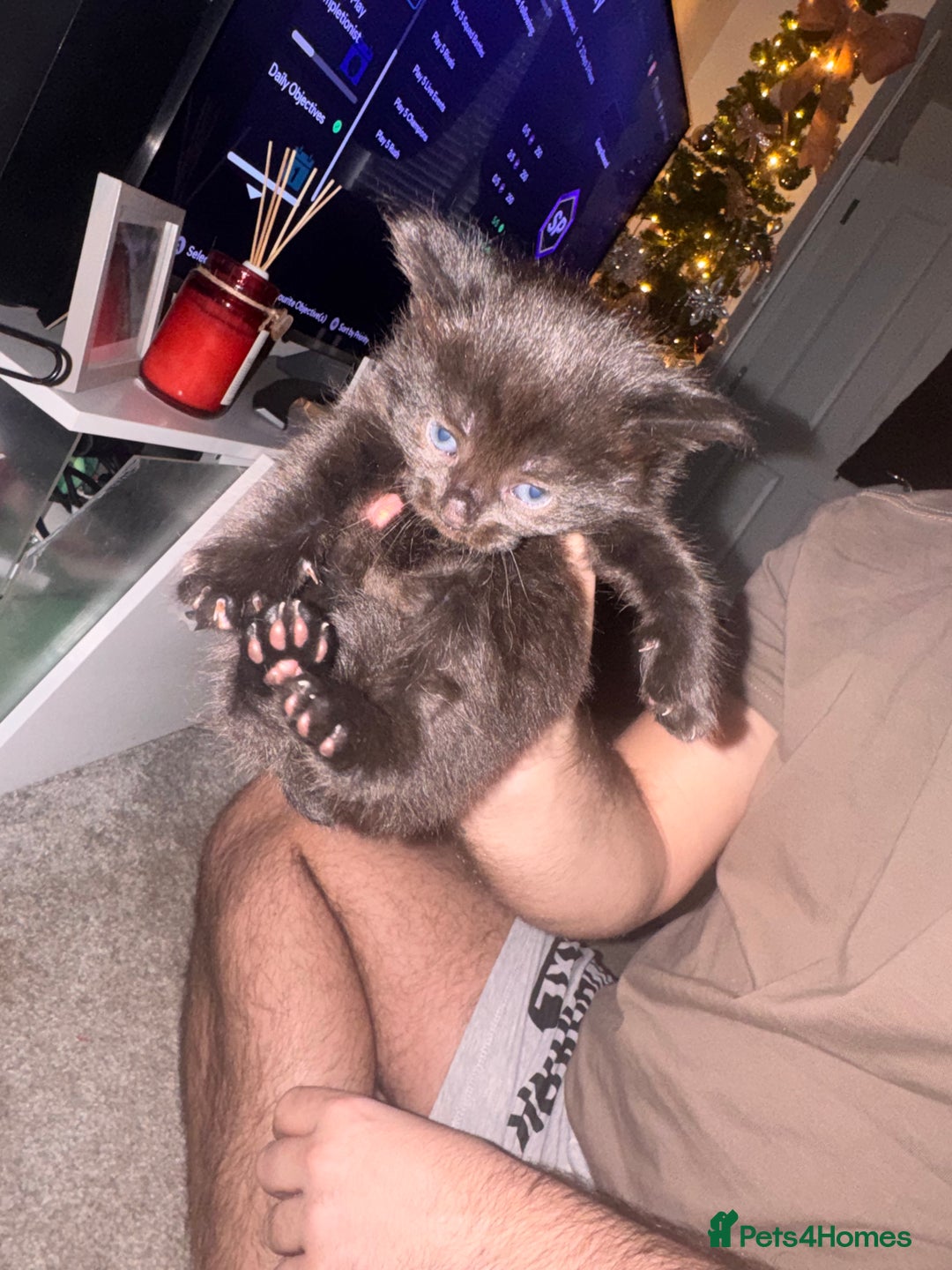 Mixed Breed cats for sale: Mixed breed kittens  - Image 7