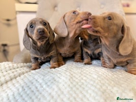 Miniature Dachshund dogs - Advert 6