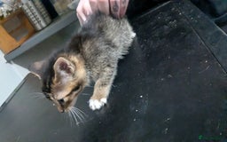 British Shorthair cats for sale: BEAUTIFUL TABBY KITTENS FOR SALE  - Advert 9