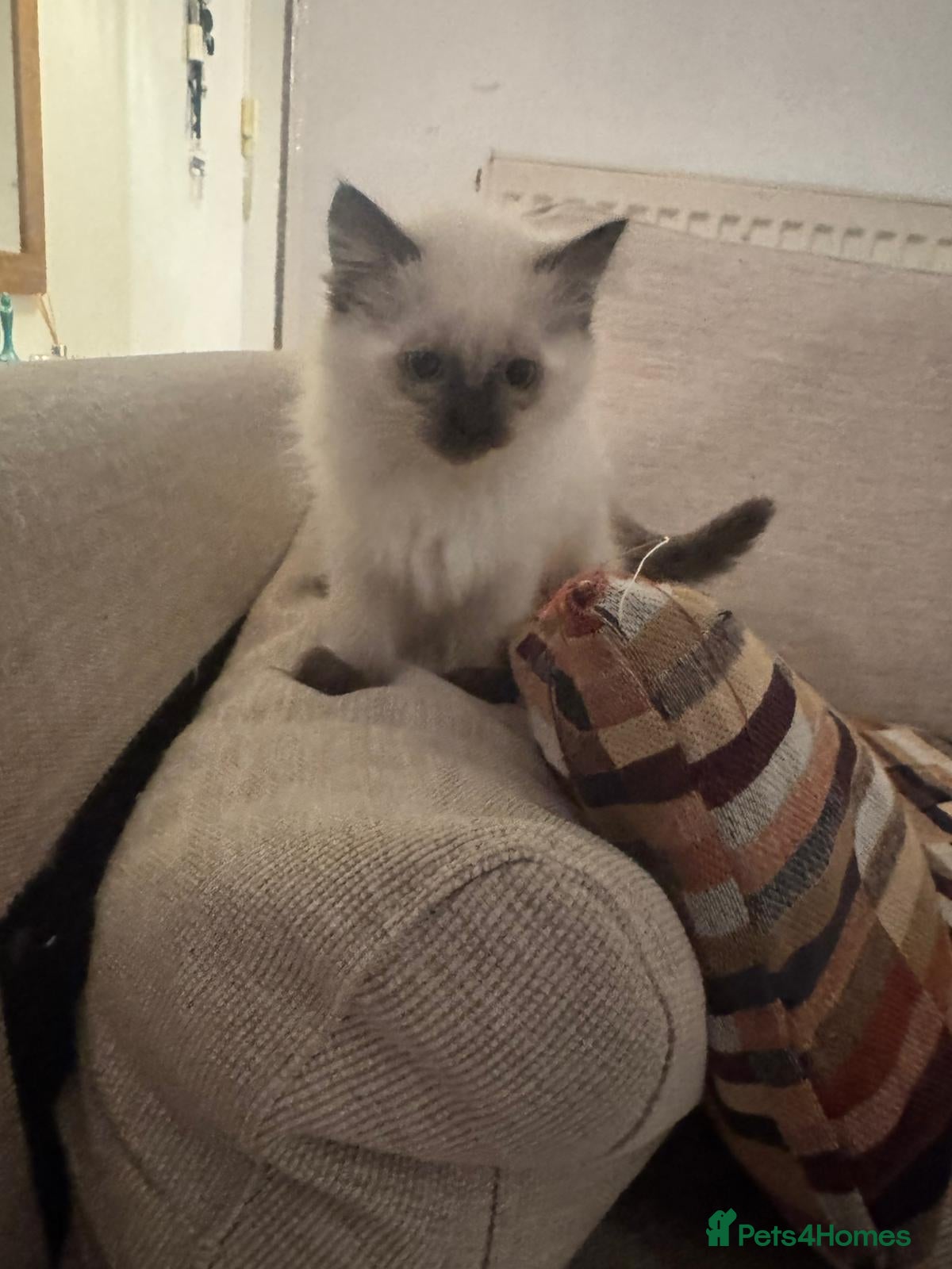 Mixed Breed cats SIAMESE X FEMALE KITTEN **AVAILABLE** - Advert 12