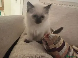 Mixed Breed cats SIAMESE X FEMALE KITTEN **AVAILABLE** - Advert 12
