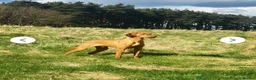 Hungarian Vizsla dogs for sale: KC Registered Hungarian Viszla litter  - Advert 7