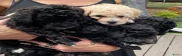 Poochon dogs for sale: Beautiful Poochon puppies for sale - Advert 5