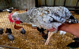 Chickens poultry for sale: White Orpington, Speckled Marans, Cream Legbars X - Image 8