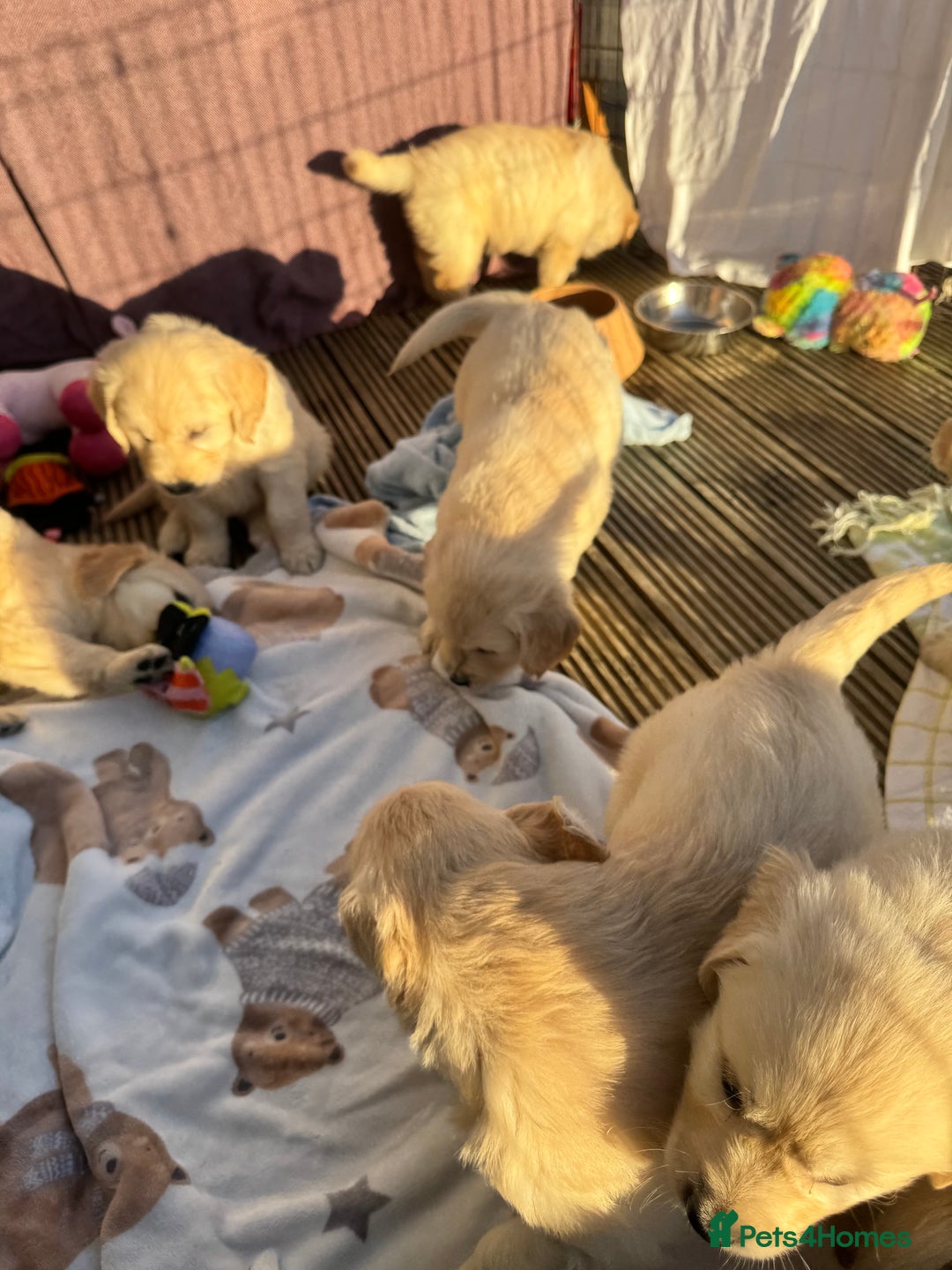Golden Retriever dogs for sale: QUALITY GOLDEN RETREIVER PUPPIES - Image 16