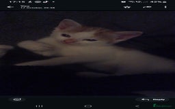 British Shorthair cats for sale: 1 gorgeous girl - Image 5