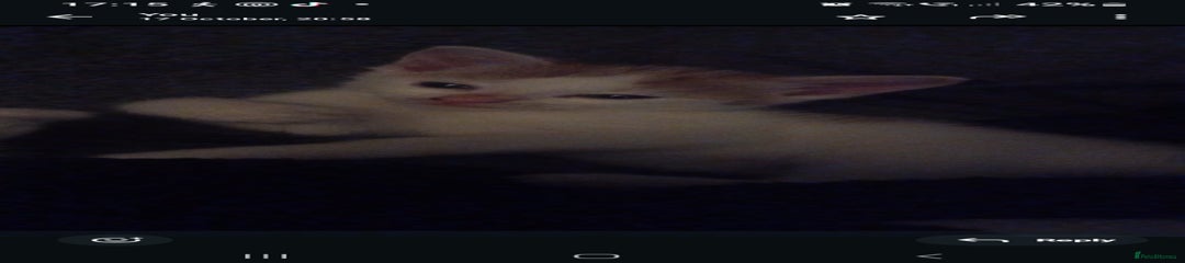 British Shorthair Kitten 3