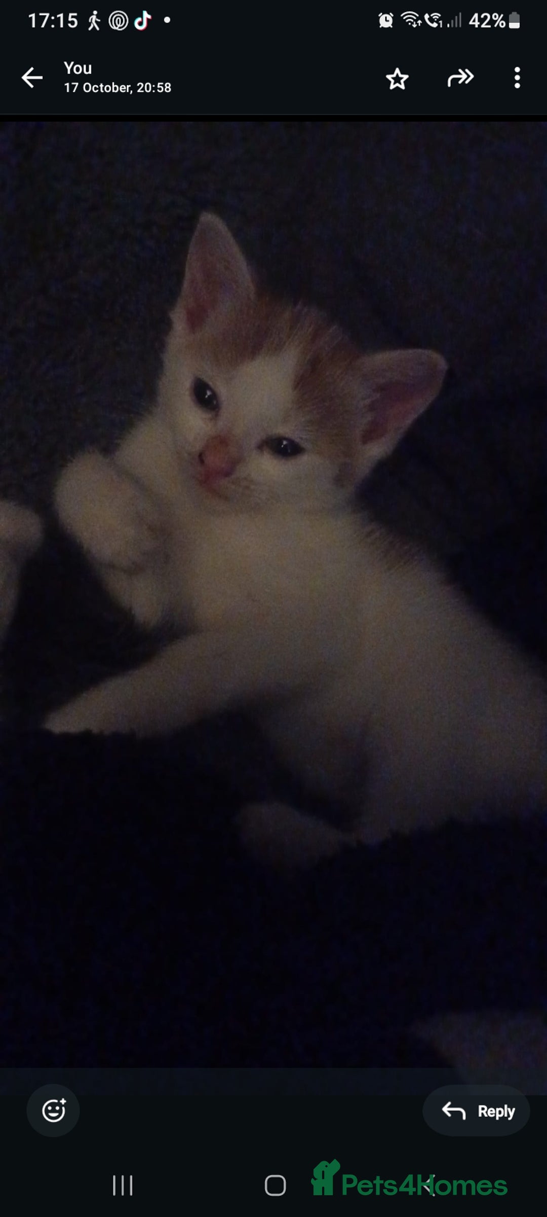 British Shorthair cats for sale: 1 gorgeous girl - Image 5