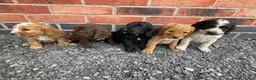 Cockapoo dogs for sale: cockapoo puppies - Advert 22