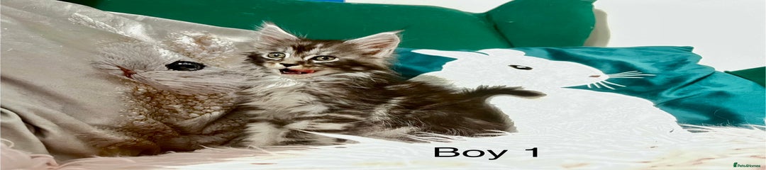 Maine Coon Kitten 4