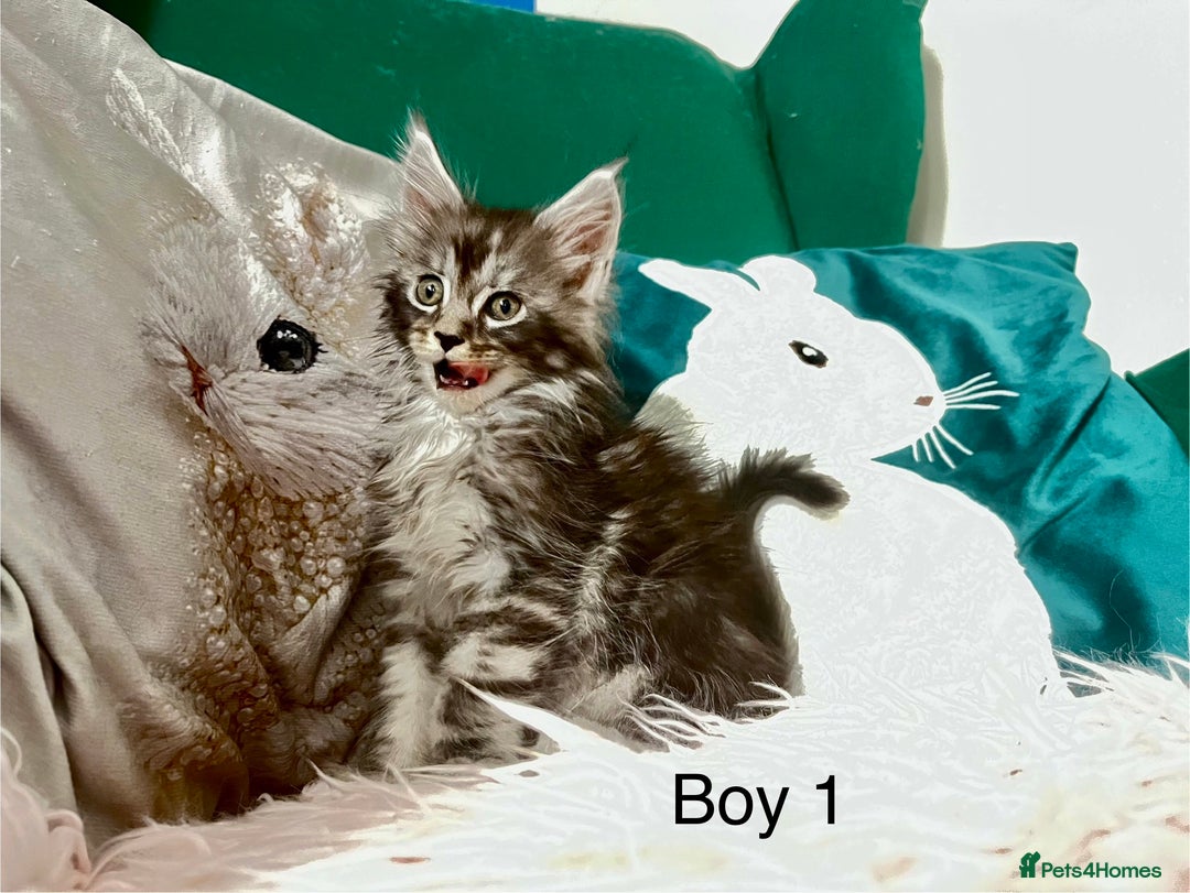 Maine Coon cats for sale: XXL Maine Coon kittens 🔥rare Black Smoke  - Image 12