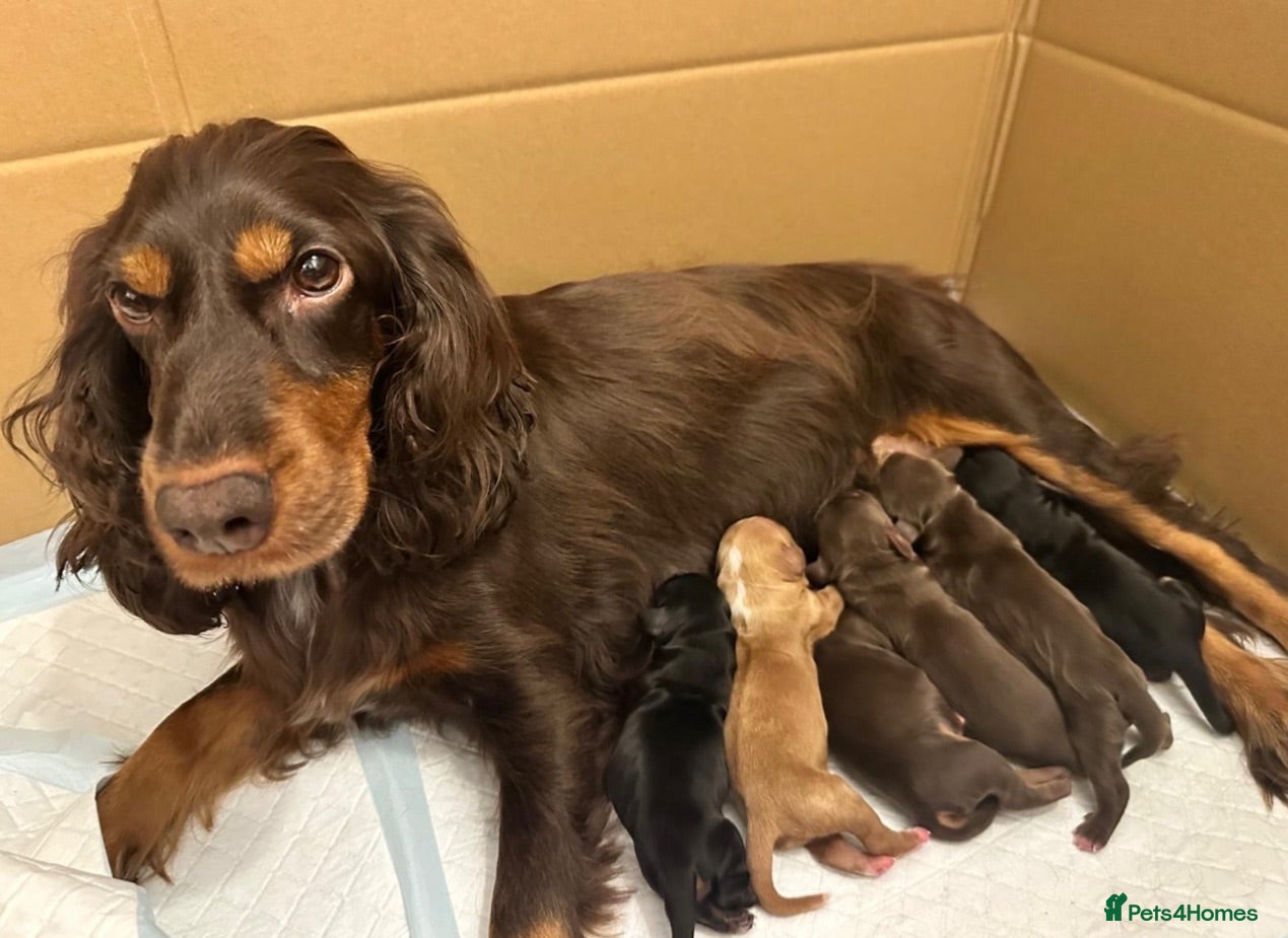 Cocker Spaniel dogs Beautiful working cocker spaniel puppies  - Advert 9